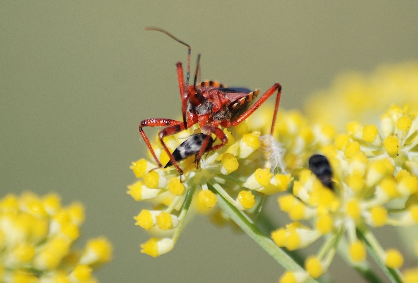 Reduviidae: Rhinocoris erythropus della Sardegna